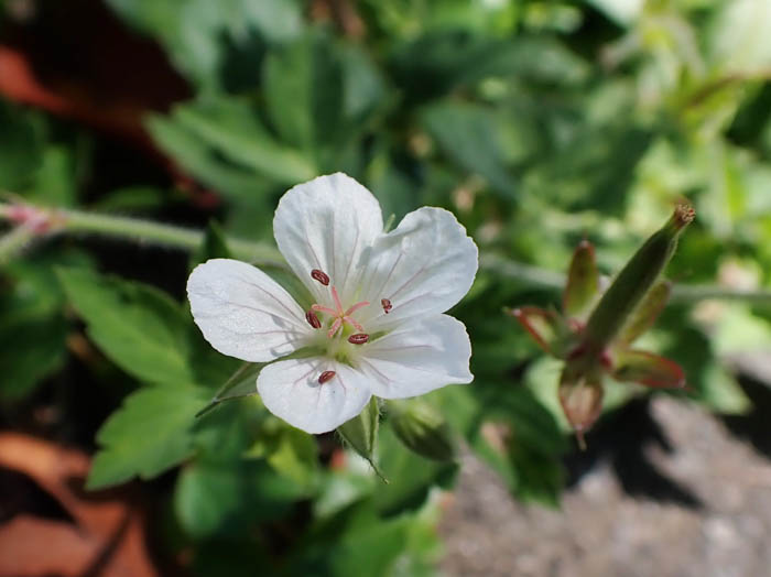 photoゲンノショウコ：地附山