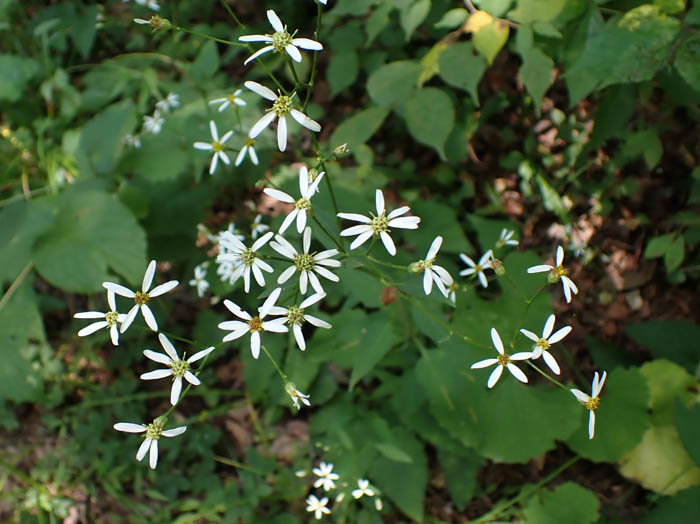 photoシラヤマギク：地附山