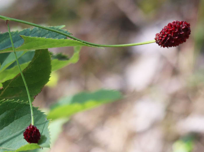 photoワレモコウ：地附山