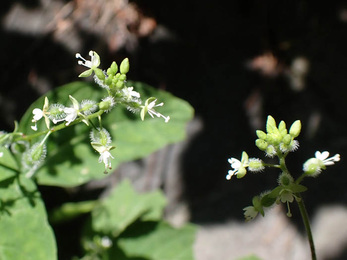 photoミズタマソウ：地附山