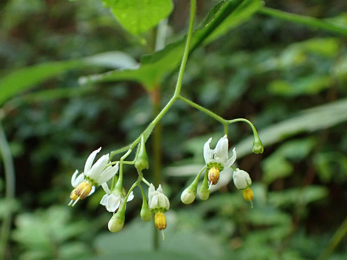 photoヒヨドリジョウゴ：地附山