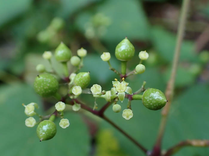photoノブドウ：地附山