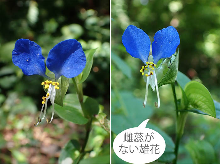 photo：2美しいブルーのツユクサ：地附山