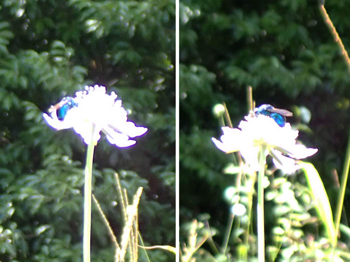 photo：3オオセイボウか：地附山