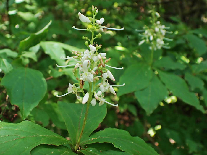 photo4ホツツジが咲き出した：地附山