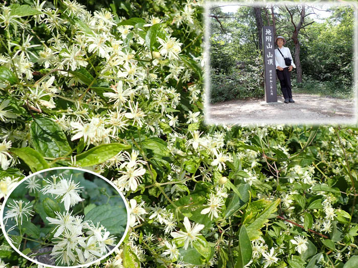 photo5ボタンヅルの壁ができていた：地附山