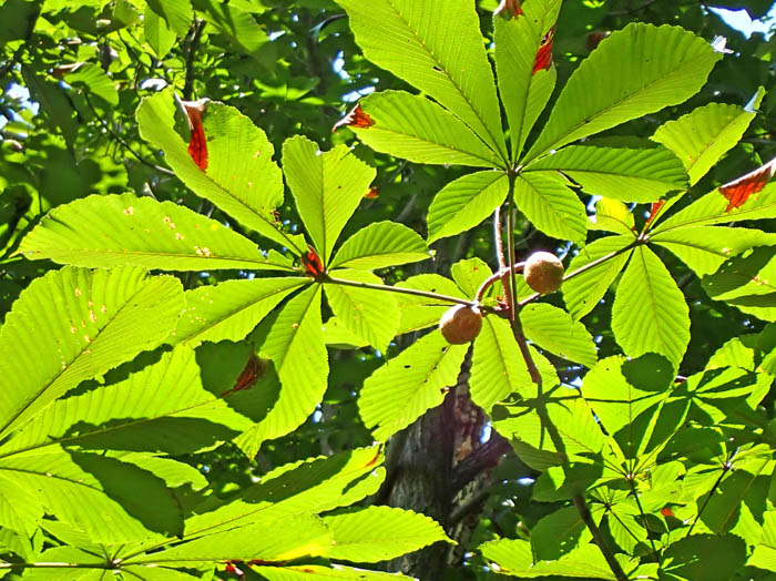 photoトチノキ：地附山