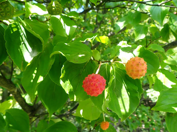 photoヤマボウシ：地附山