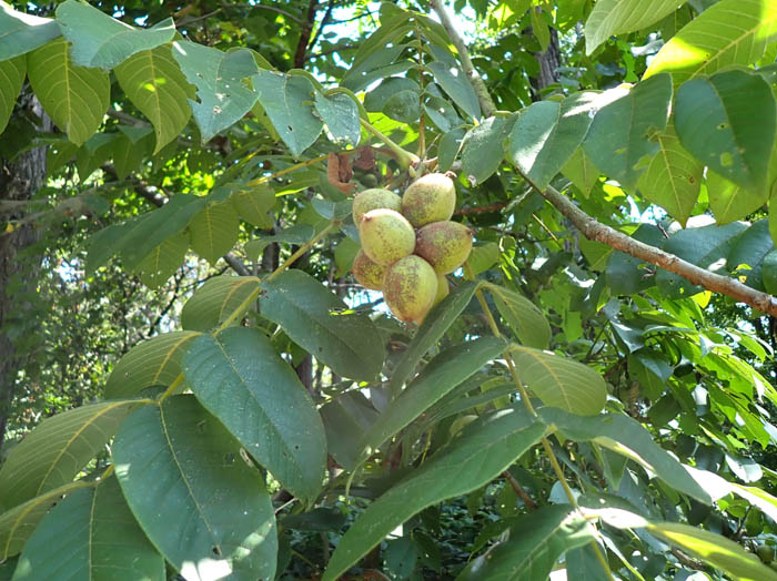 photoオニグルミ：地附山