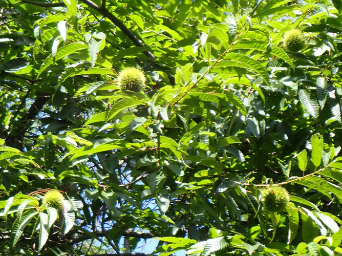 photoクリ：地附山