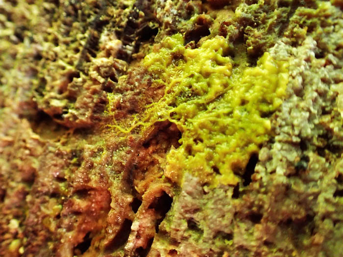 photo粘菌移動中：地附山