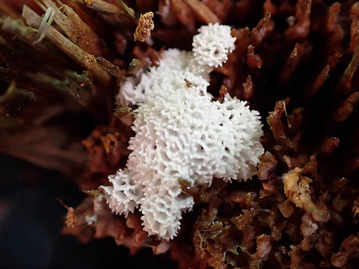 photo粘菌タマツノホコリ：地附山