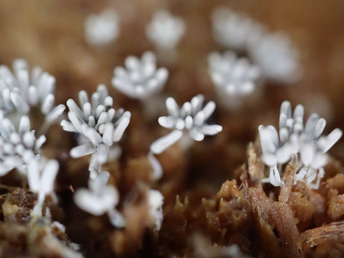 photo粘菌シロウツボホコリ：地附山