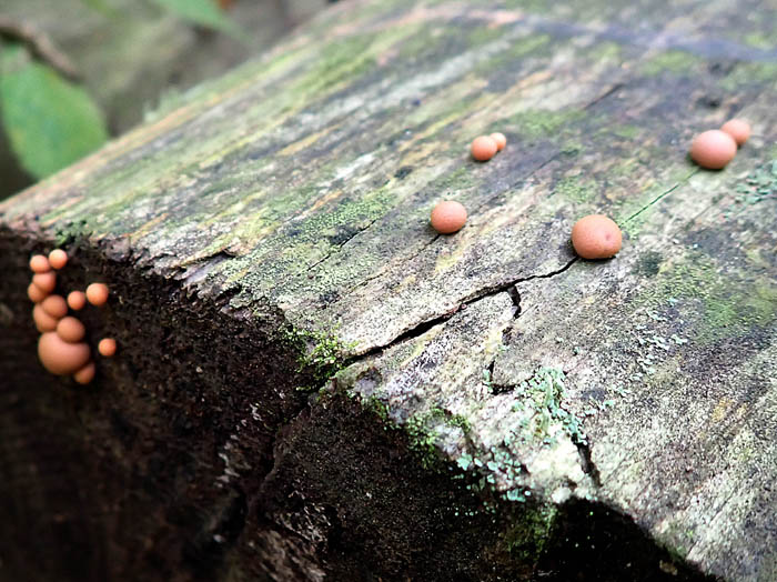 photo粘菌マメホコリ：地附山