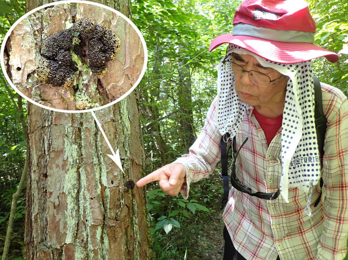 photo立木に粘菌キフシススホコリ0831：地附山