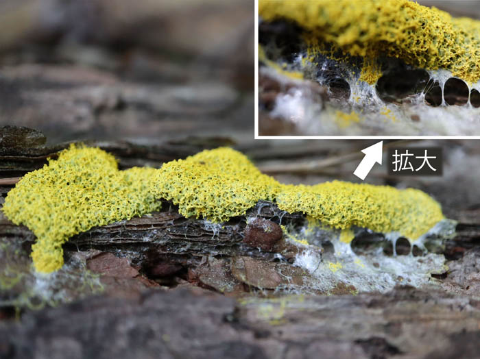 photo：活動中の粘菌キフシススホコリ0831：地附山