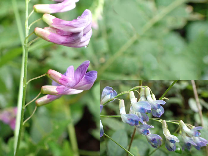 photoナンテンハギか