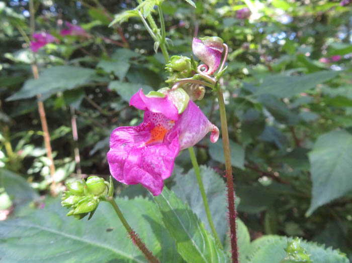 photoツリフネソウ