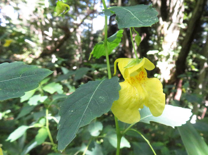 photoキツリフネ