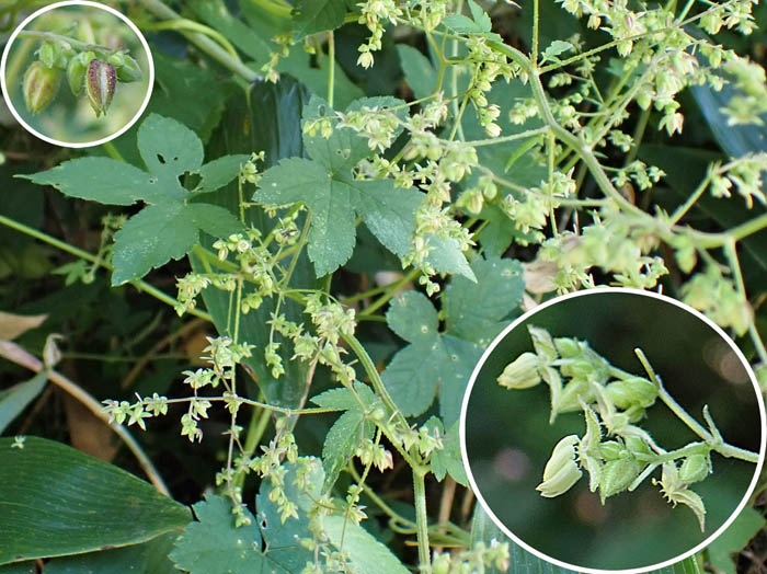 photoカナムグラ