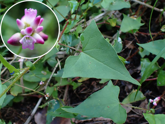 photoママコノシリヌグイ