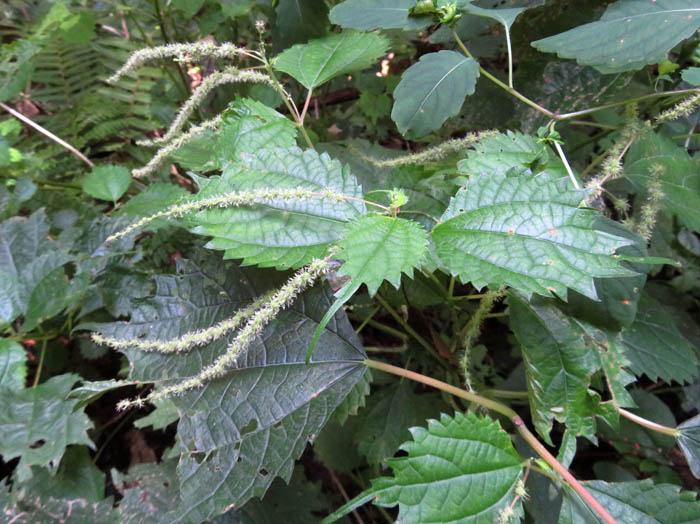 photoコアカソ雄花