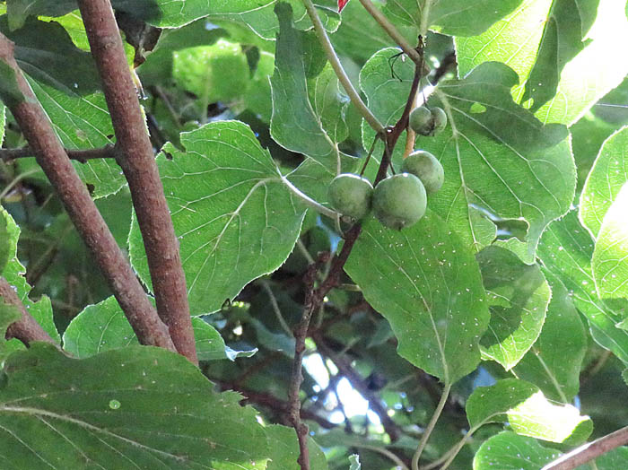 photo12サルナシの実