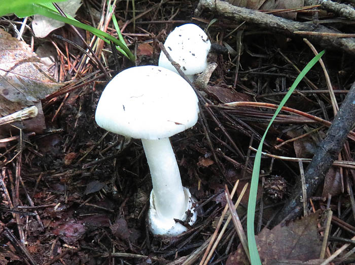 photoドクツルタケ