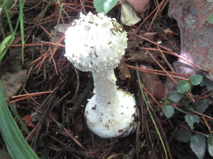 photoタマシロオニタケ