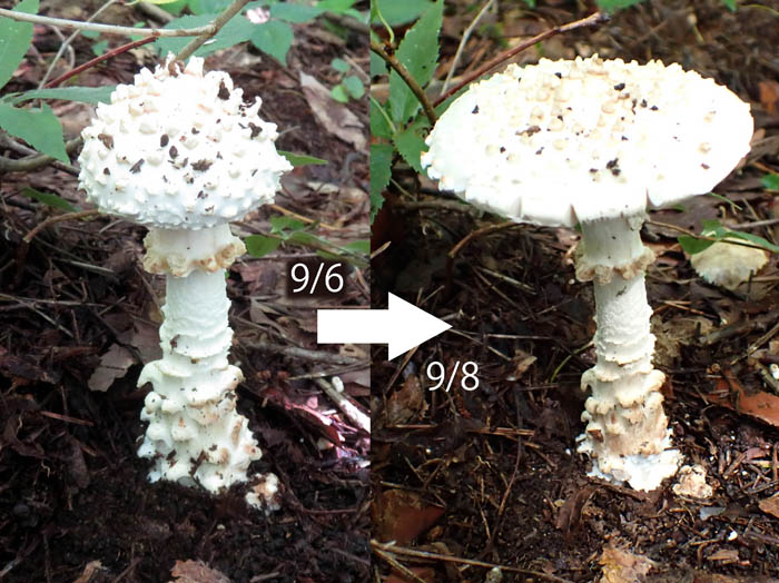 photoササクレシロオニタケ