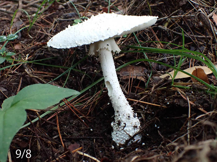 photoシロオニタケ