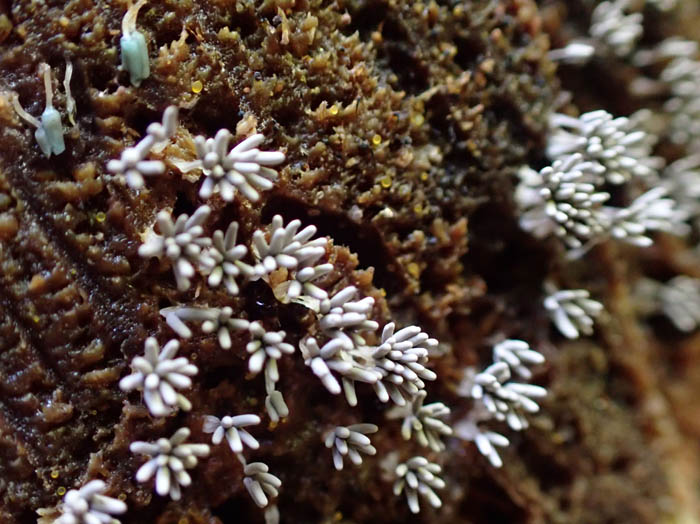 photoアカイボカサタケ