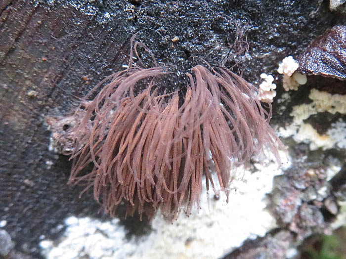 photoスカシムラサキホコリ