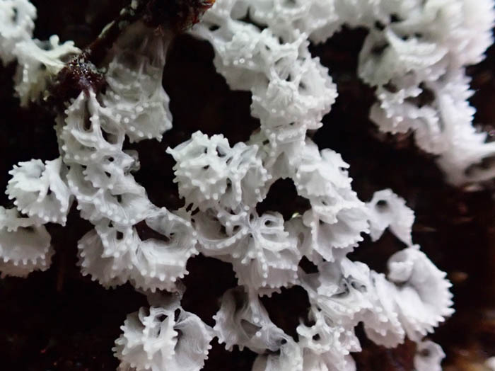 photoカエンタケ