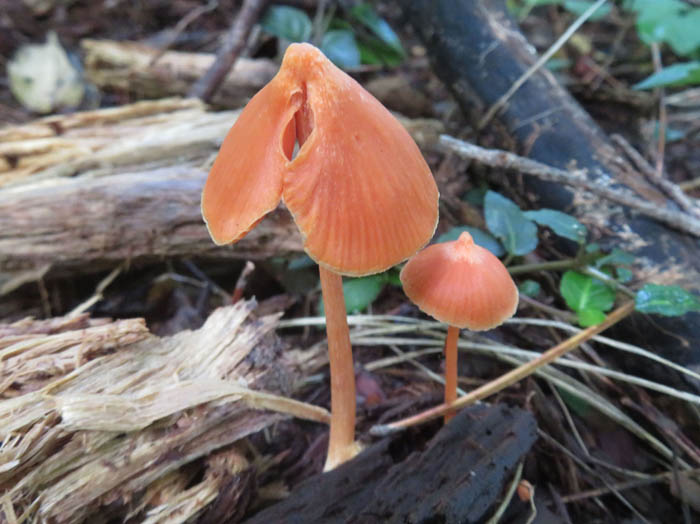 photoアカイボカサタケ