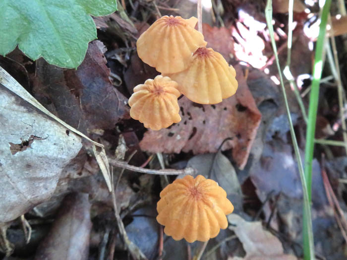 photoハリガネオチバタケ