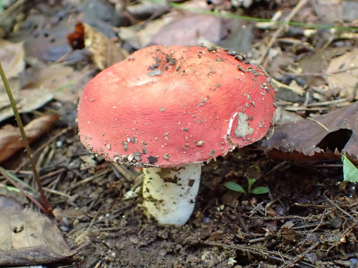 photoドクベニタケ