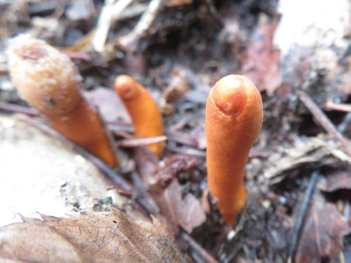 photoカエンタケ幼菌か？