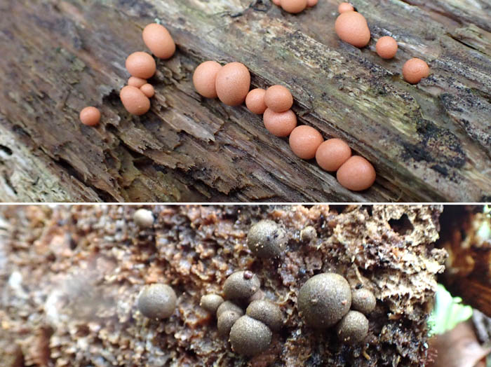 photo粘菌マメホコリ