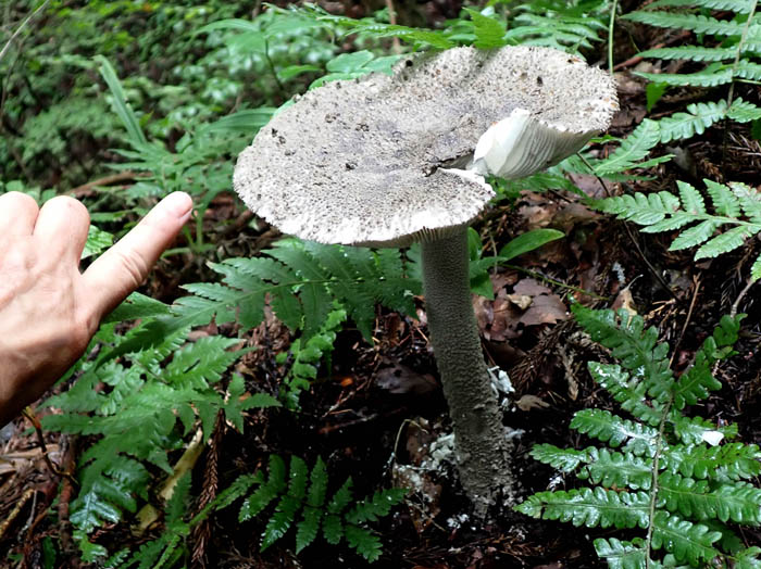 photo大きなキノコ