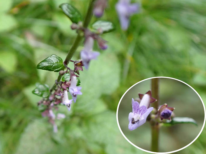 photoヤマハッカ