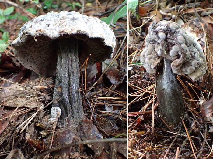 photo18黒い柄がしっかりしているキノコ