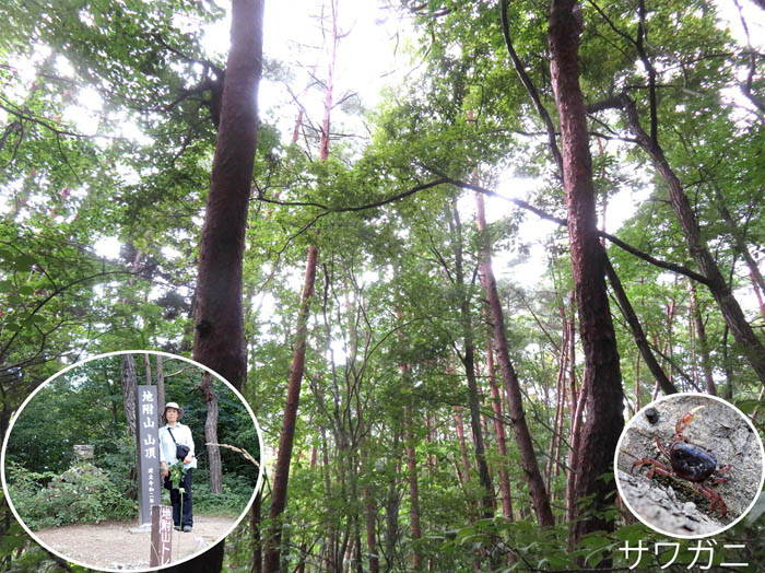 photo19赤松と落葉樹の森