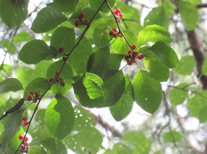 photo2樹上に輝くアオハダの実