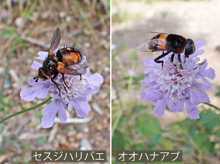 photo20山頂で会った昆虫・セスジハリバエ,オオハナアブ