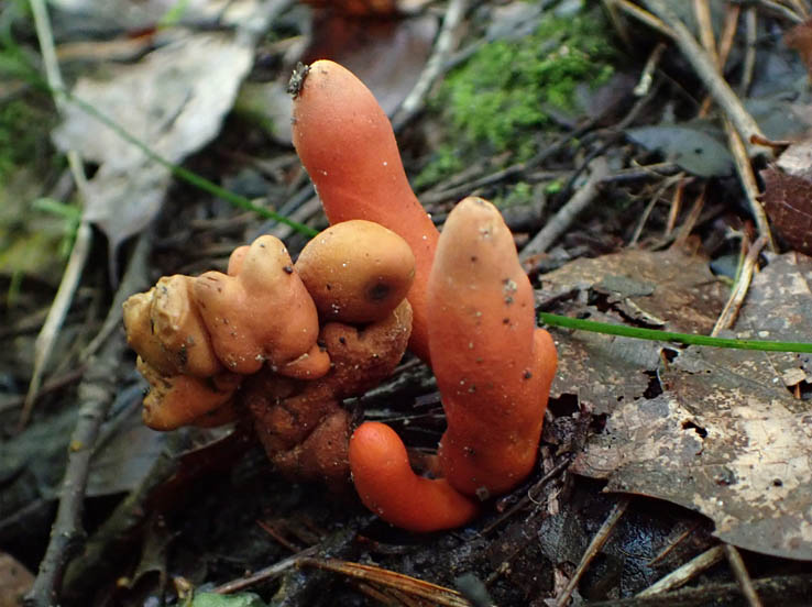 photo21カエンタケらしい