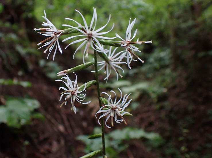 photo22オクモミジハグマ