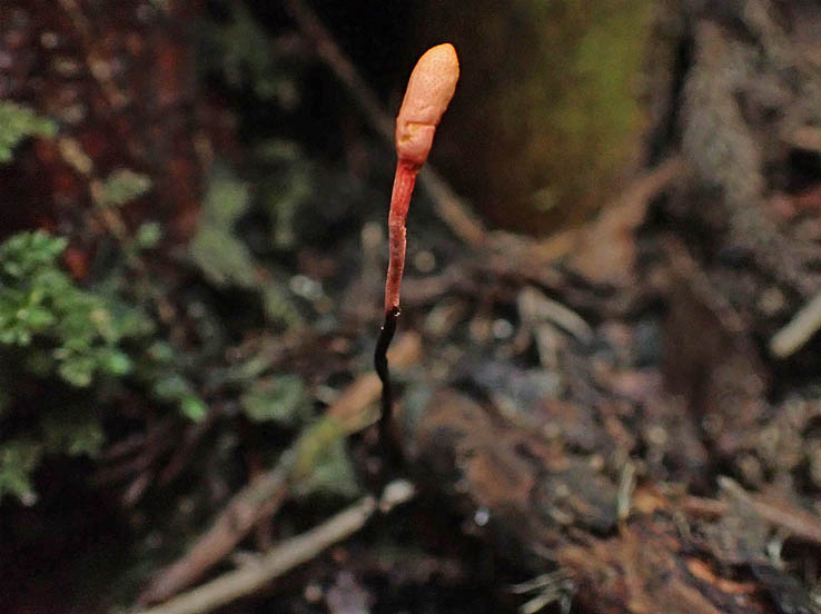 photoカメムシタケ（冬虫夏草）