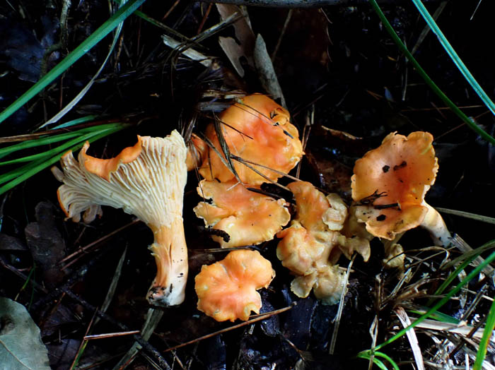 photoベニウスタケ：地附山