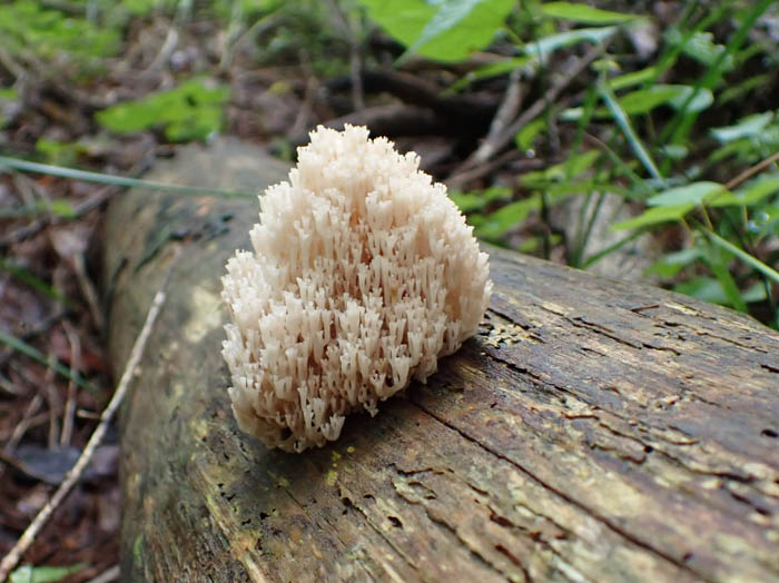 photoフサヒメホウキタケ：地附山
